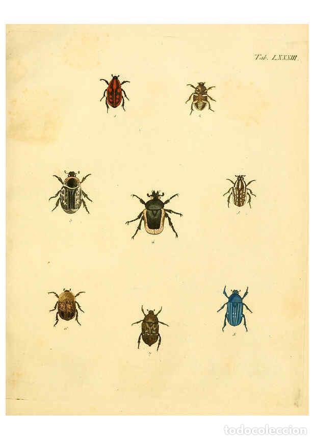 Sammeln von Zeitschriften und Zeitungen: Reproducci&oacute;n/Reproduction 6008795394: Abbildungen zu Karl Illiger's Uebersetzung von Olivier's Entom