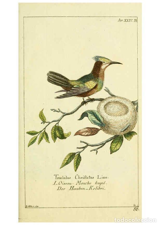 Collectionnisme de Revues et Journaux: Reproducci&oacute;n/Reproduction 6008539529: Gemeinn&uuml;zzige Naturgeschichte des Thierreichs bd 2 plates Berl