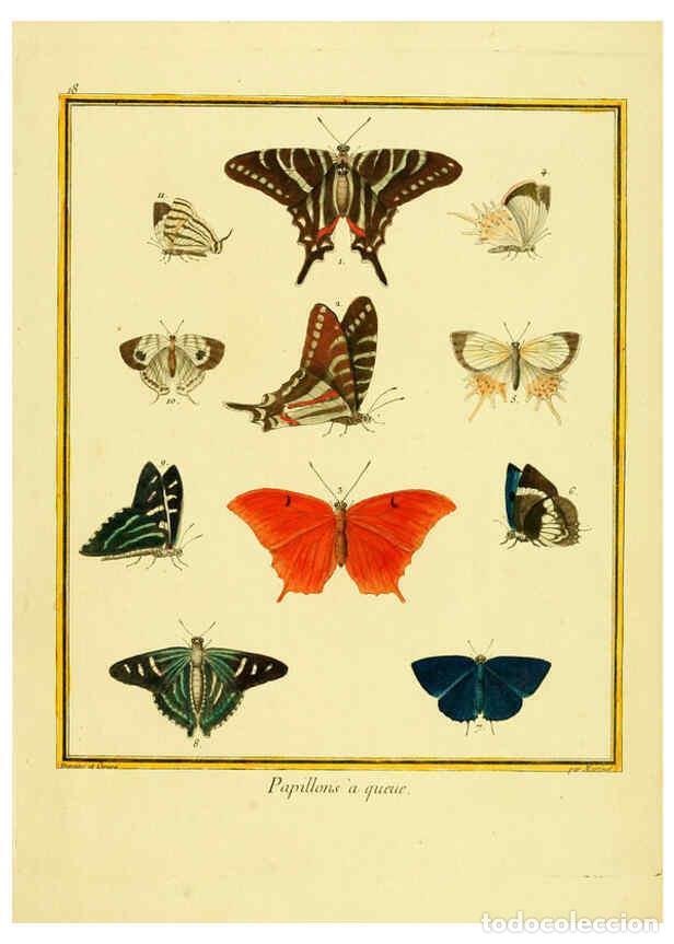 Collectionnisme de Revues et Journaux: Reproducci&oacute;n/Reproduction 6008639057: Planches enlumin&eacute;es d'histoire naturelle t.1 Paris? :s.n.,1765