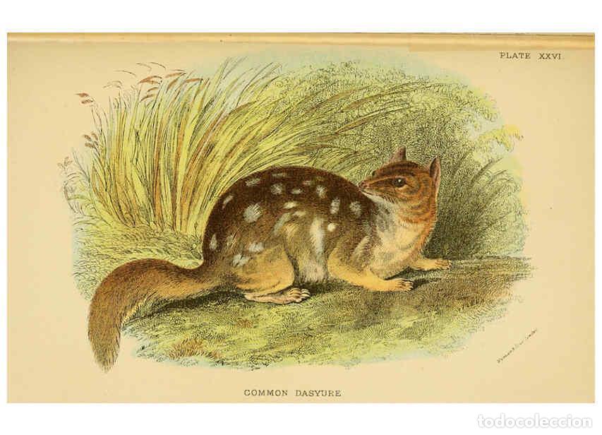 Collectionnisme de Revues et Journaux: Reproducci&oacute;n/Reproduction 6008355409: A hand-book to the marsupialia and monotremata London :E. Lloy