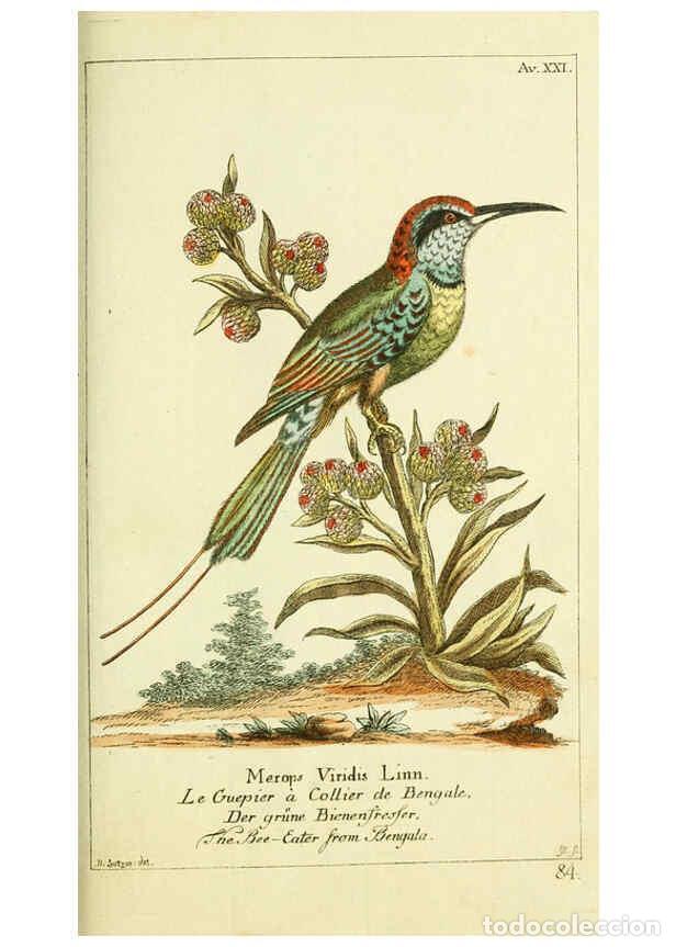 Collectionnisme de Revues et Journaux: Reproducci&oacute;n/Reproduction 6008538335: Gemeinn&uuml;zzige Naturgeschichte des Thierreichs bd 2 plates Berl