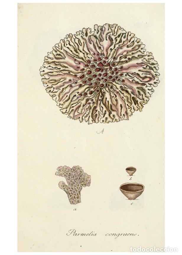 Coleccionismo de Revistas y Peri&oacute;dicos: Reproducci&oacute;n/Reproduction 6266359771: Lichenes Americani Norimbergae :J. Sturm,1811 - Olof Swartz