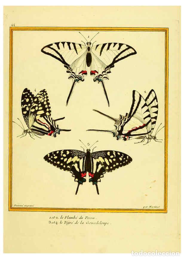 Coleccionismo de Revistas y Peri&oacute;dicos: Reproducci&oacute;n/Reproduction 6009194888: Planches enlumin&eacute;es d'histoire naturelle t.1 Paris? :s.n.,1765