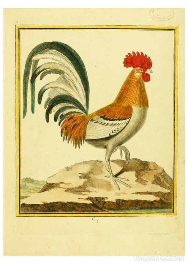 Coleccionismo de Revistas y Peri&oacute;dicos: Reproducci&oacute;n/Reproduction 6008633977: Planches enlumin&eacute;es d'histoire naturelle t.1 Paris? :s.n.,1765