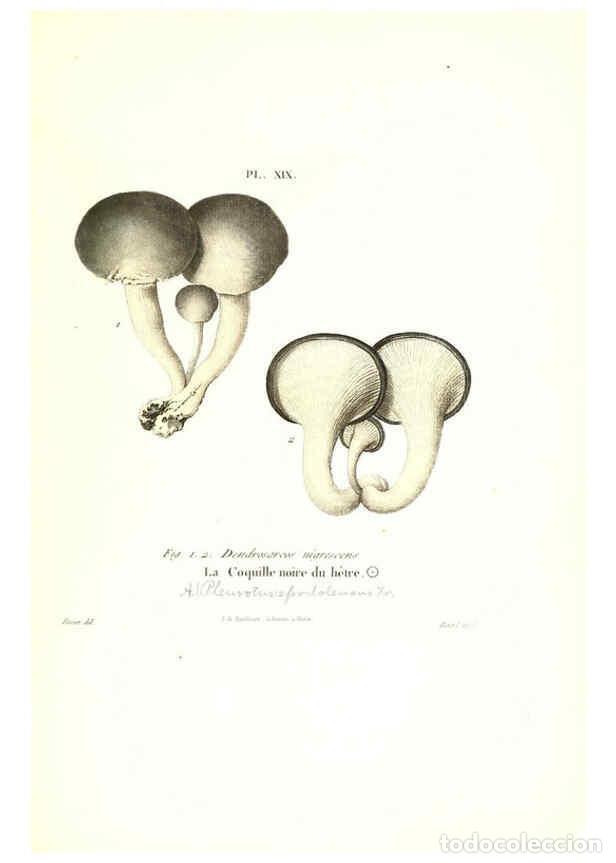 Coleccionismo de Revistas y Peri&oacute;dicos: Reproducci&oacute;n/Reproduction 6266426327: Iconographie des champignons de Paulet New York,H. Bailli&egrave;re;