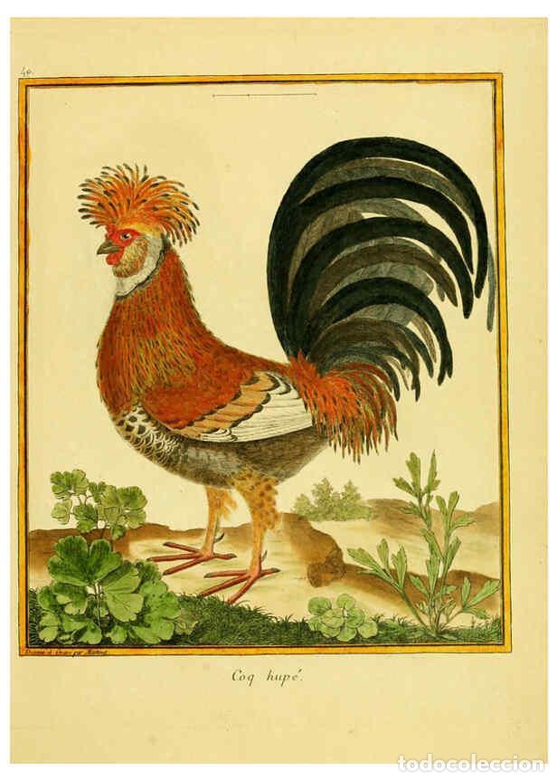 Coleccionismo de Revistas y Peri&oacute;dicos: Reproducci&oacute;n/Reproduction 6008647017: Planches enlumin&eacute;es d'histoire naturelle t.1 Paris? :s.n.,1765