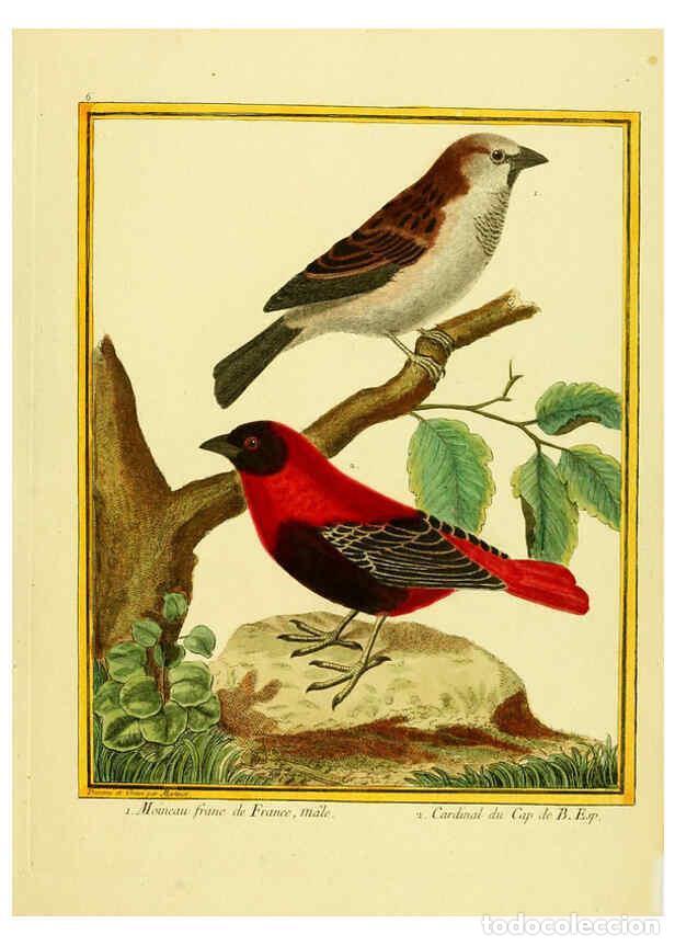 Coleccionismo de Revistas y Peri&oacute;dicos: Reproducci&oacute;n/Reproduction 6009184612: Planches enlumin&eacute;es d'histoire naturelle t.1 Paris? :s.n.,1765