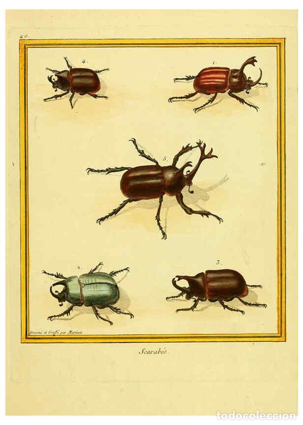 Coleccionismo de Revistas y Peri&oacute;dicos: Reproducci&oacute;n/Reproduction 6009193742: Planches enlumin&eacute;es d'histoire naturelle t.1 Paris? :s.n.,1765