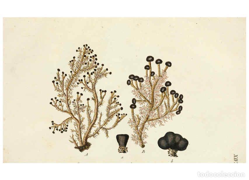 Collectionnisme de Revues et Journaux: Reproducci&oacute;n/Reproduction 6266890394: Lichenes Americani Norimbergae :J. Sturm,1811 - Olof Swartz