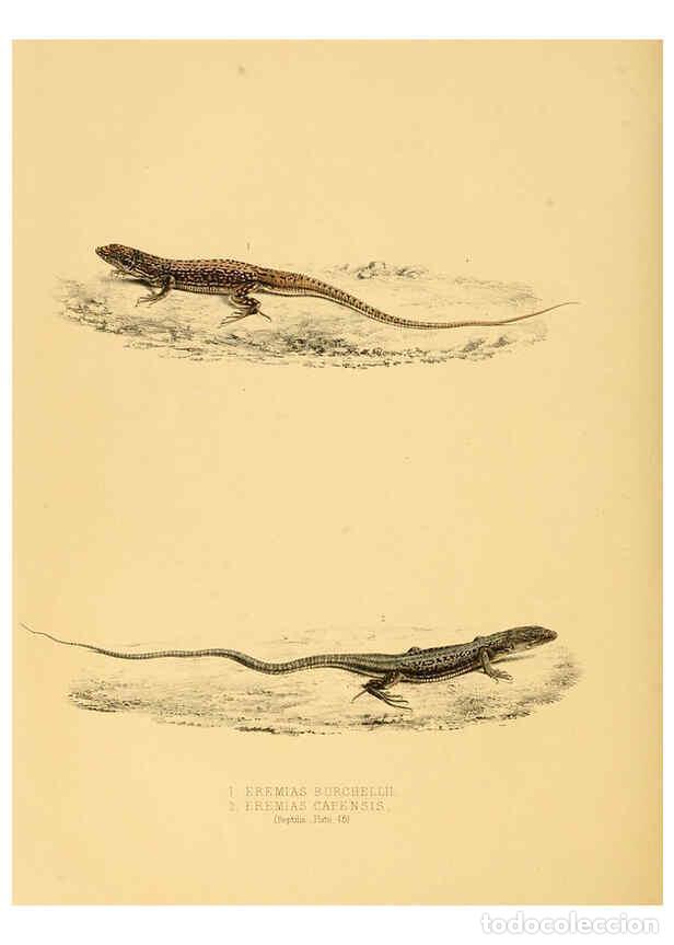 Collectionnisme de Revues et Journaux: Reproducci&oacute;n/Reproduction 6263338705: Illustrations of the zoology of South Africa. v.3. London :Smi