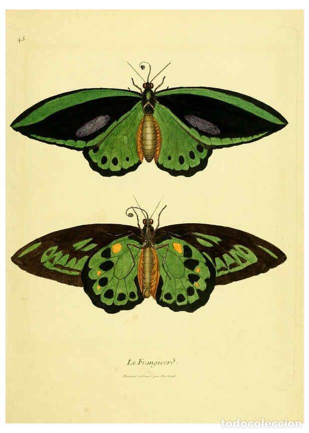 Collectionnisme de Revues et Journaux: Reproducci&oacute;n/Reproduction 6008646039: Planches enlumin&eacute;es d'histoire naturelle t.1 Paris? :s.n.,1765