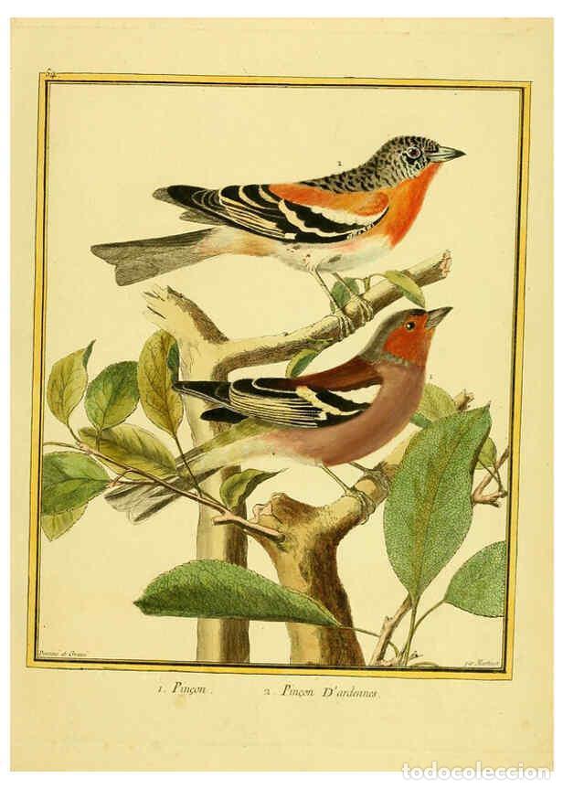 Collectionnisme de Revues et Journaux: Reproducci&oacute;n/Reproduction 6008648281: Planches enlumin&eacute;es d'histoire naturelle t.1 Paris? :s.n.,1765