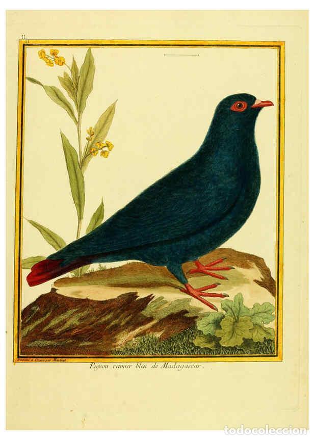 Collectionnisme de Revues et Journaux: Reproducci&oacute;n/Reproduction 6008637509: Planches enlumin&eacute;es d'histoire naturelle t.1 Paris? :s.n.,1765