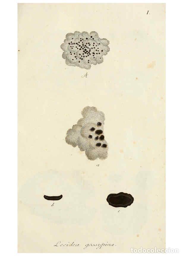 Collectionnisme de Revues et Journaux: Reproducci&oacute;n/Reproduction 6266886586: Lichenes Americani Norimbergae :J. Sturm,1811 - Olof Swartz