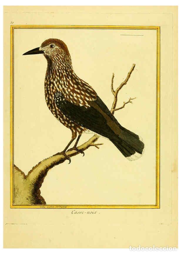Collectionnisme de Revues et Journaux: Reproducci&oacute;n/Reproduction 6008647247: Planches enlumin&eacute;es d'histoire naturelle t.1 Paris? :s.n.,1765