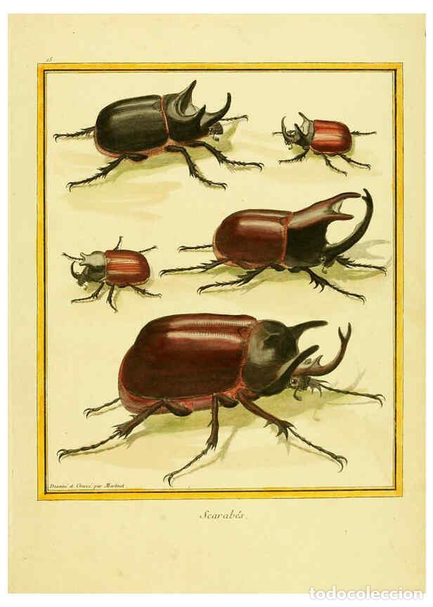 Collectionnisme de Revues et Journaux: Reproducci&oacute;n/Reproduction 6008638439: Planches enlumin&eacute;es d'histoire naturelle t.1 Paris? :s.n.,1765