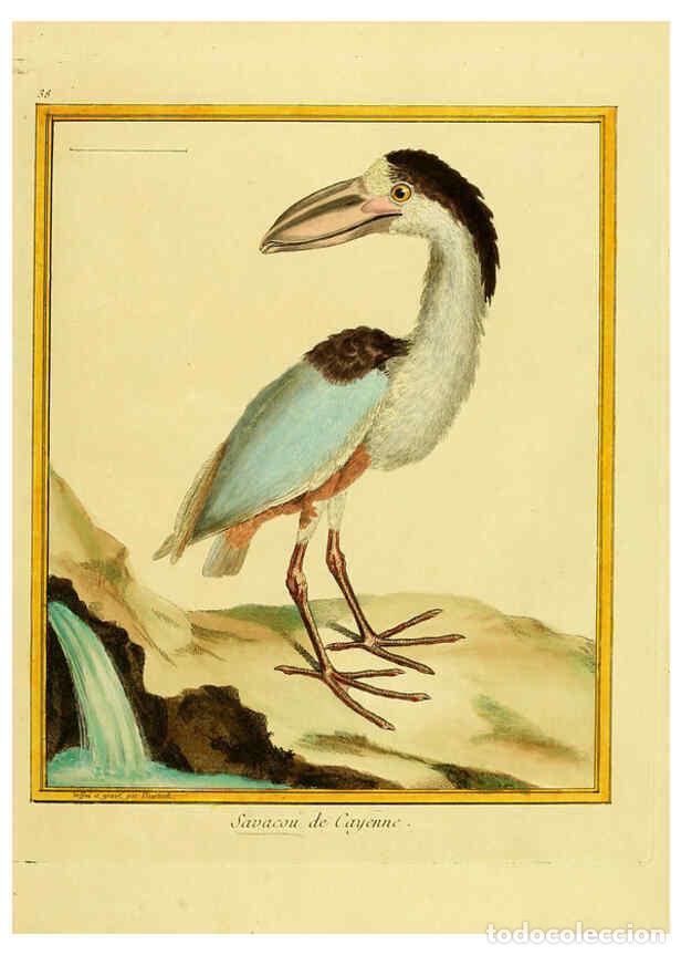 Collectionnisme de Revues et Journaux: Reproducci&oacute;n/Reproduction 6008644003: Planches enlumin&eacute;es d'histoire naturelle t.1 Paris? :s.n.,1765