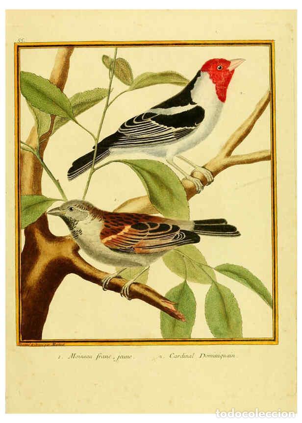 Collectionnisme de Revues et Journaux: Reproducci&oacute;n/Reproduction 6008648517: Planches enlumin&eacute;es d'histoire naturelle t.1 Paris? :s.n.,1765