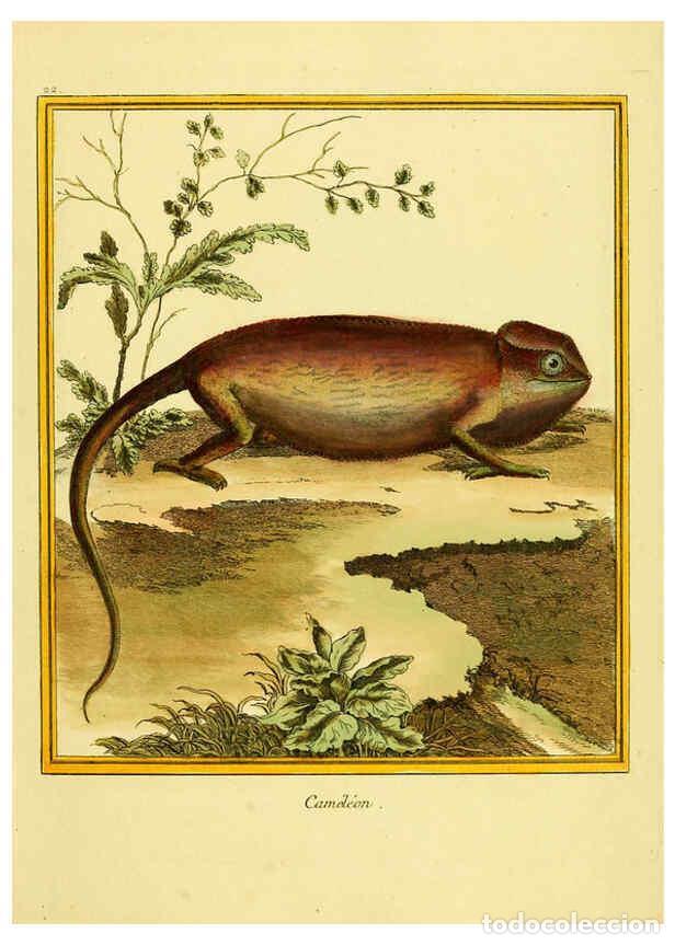 Collectionnisme de Revues et Journaux: Reproducci&oacute;n/Reproduction 6008640151: Planches enlumin&eacute;es d'histoire naturelle t.1 Paris? :s.n.,1765