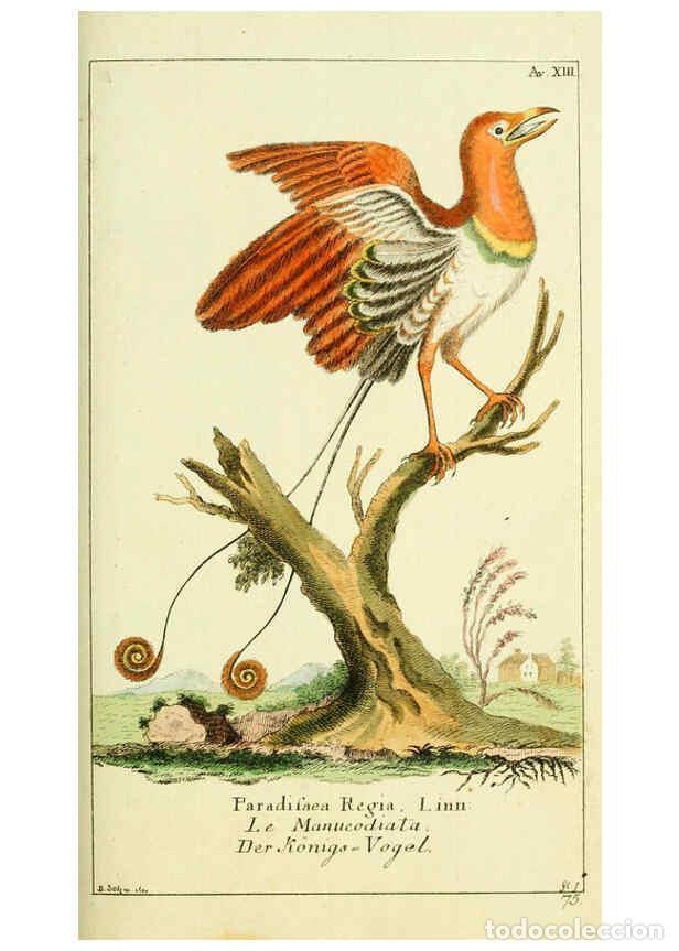 Collectionnisme de Revues et Journaux: Reproducci&oacute;n/Reproduction 6008535651: Gemeinn&uuml;zzige Naturgeschichte des Thierreichs bd 2 plates Berl