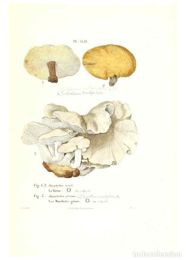 Collectionnisme de Revues et Journaux: Reproducci&oacute;n/Reproduction 6266959986: Iconographie des champignons de Paulet New York,H. Bailli&egrave;re;