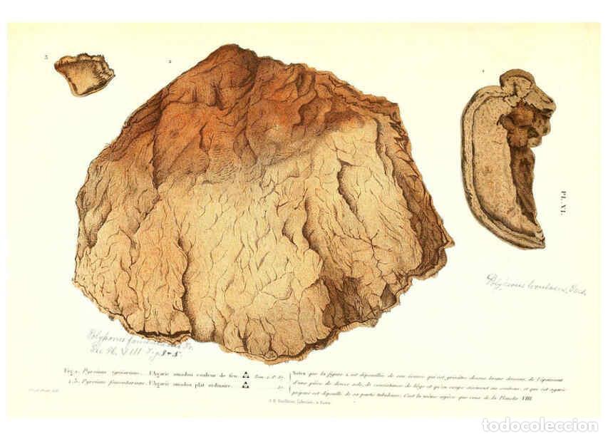Collectionnisme de Revues et Journaux: Reproducci&oacute;n/Reproduction 6266951890: Iconographie des champignons de Paulet New York,H. Bailli&egrave;re;