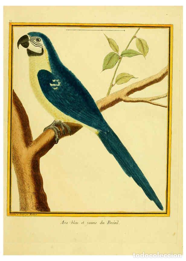 Collectionnisme de Revues et Journaux: Reproducci&oacute;n/Reproduction 6009192730: Planches enlumin&eacute;es d'histoire naturelle t.1 Paris? :s.n.,1765