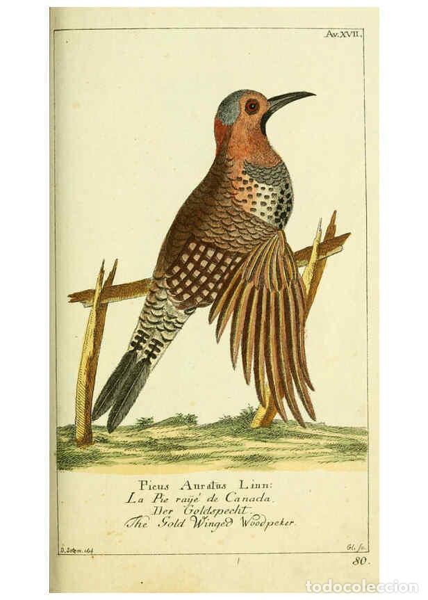 Coleccionismo de Revistas y Peri&oacute;dicos: Reproducci&oacute;n/Reproduction 6008537269: Gemeinn&uuml;zzige Naturgeschichte des Thierreichs bd 2 plates Berl