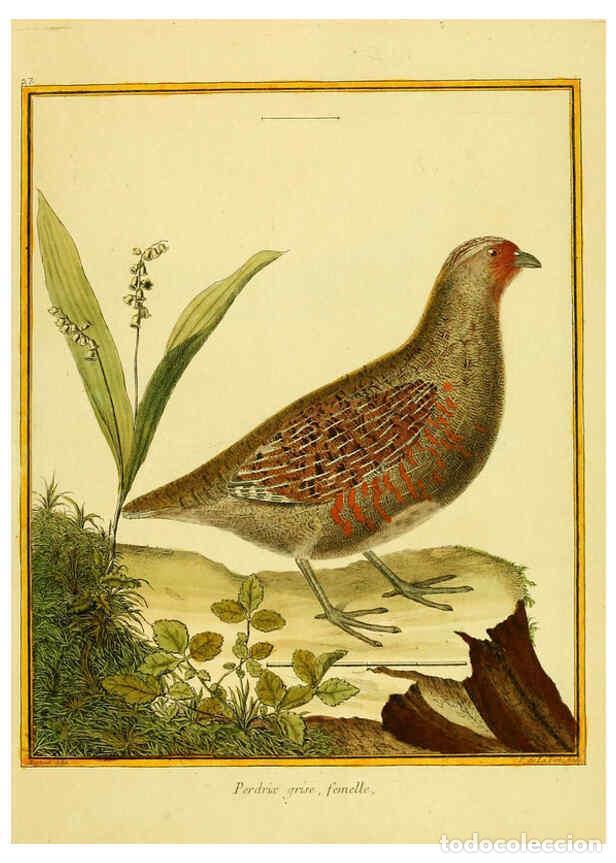 Coleccionismo de Revistas y Peri&oacute;dicos: Reproducci&oacute;n/Reproduction 6009190590: Planches enlumin&eacute;es d'histoire naturelle t.1 Paris? :s.n.,1765