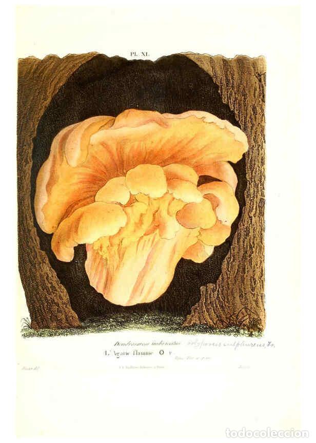 Coleccionismo de Revistas y Peri&oacute;dicos: Reproducci&oacute;n/Reproduction 6266424649: Iconographie des champignons de Paulet New York,H. Bailli&egrave;re;