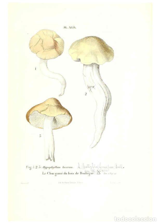 Coleccionismo de Revistas y Peri&oacute;dicos: Reproducci&oacute;n/Reproduction 6266961012: Iconographie des champignons de Paulet New York,H. Bailli&egrave;re;