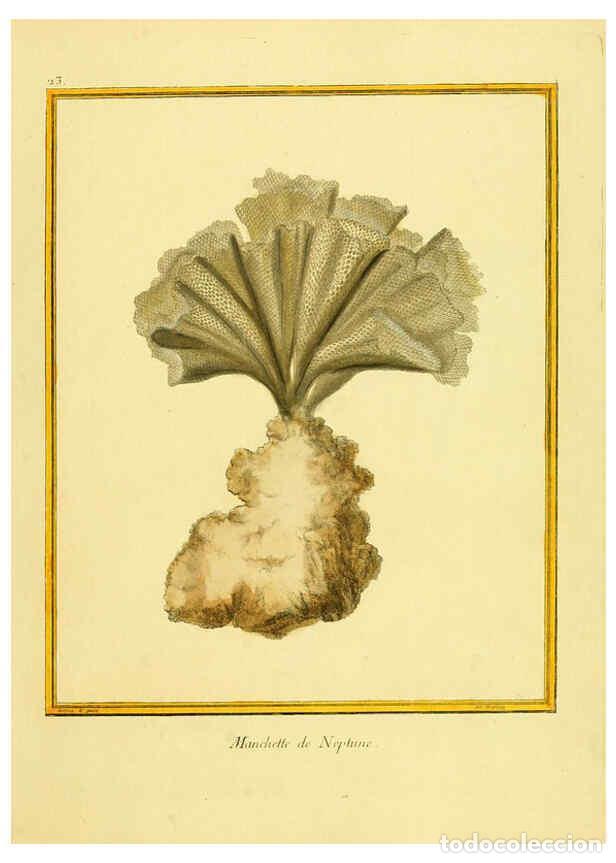 Coleccionismo de Revistas y Peri&oacute;dicos: Reproducci&oacute;n/Reproduction 6008640441: Planches enlumin&eacute;es d'histoire naturelle t.1 Paris? :s.n.,1765