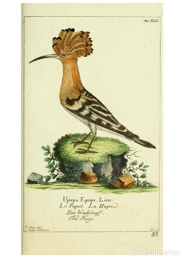 Coleccionismo de Revistas y Peri&oacute;dicos: Reproducci&oacute;n/Reproduction 6008538569: Gemeinn&uuml;zzige Naturgeschichte des Thierreichs bd 2 plates Berl