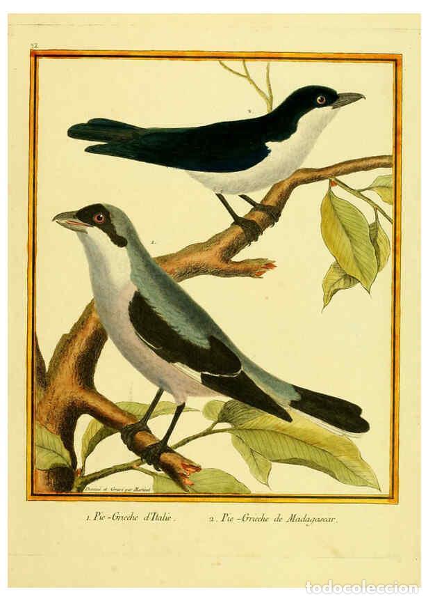 Coleccionismo de Revistas y Peri&oacute;dicos: Reproducci&oacute;n/Reproduction 6008642501: Planches enlumin&eacute;es d'histoire naturelle t.1 Paris? :s.n.,1765