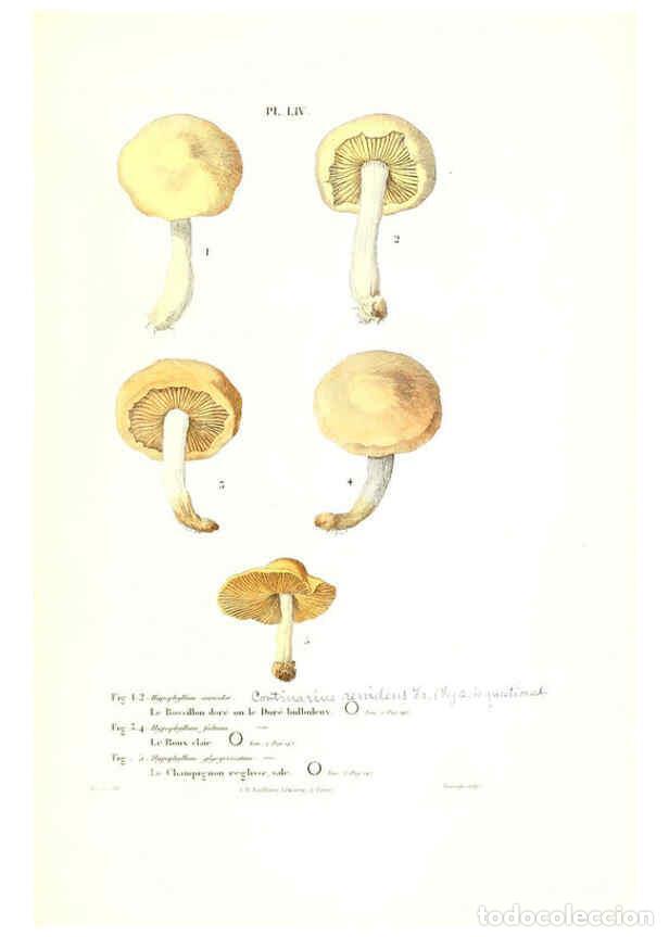 Coleccionismo de Revistas y Peri&oacute;dicos: Reproducci&oacute;n/Reproduction 6266433821: Iconographie des champignons de Paulet New York,H. Bailli&egrave;re;