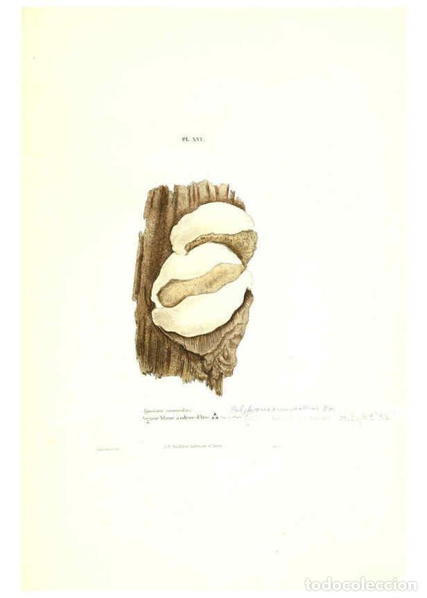 Coleccionismo de Revistas y Peri&oacute;dicos: Reproducci&oacute;n/Reproduction 6266953818: Iconographie des champignons de Paulet New York,H. Bailli&egrave;re;