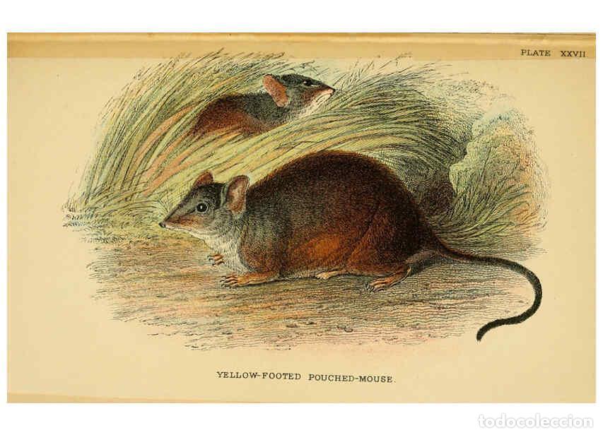 Coleccionismo de Revistas y Peri&oacute;dicos: Reproducci&oacute;n/Reproduction 6008903708: A hand-book to the marsupialia and monotremata London :E. Lloy