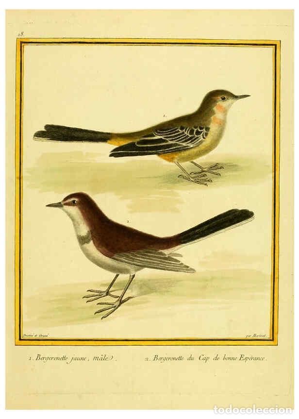 Coleccionismo de Revistas y Peri&oacute;dicos: Reproducci&oacute;n/Reproduction 6009190778: Planches enlumin&eacute;es d'histoire naturelle t.1 Paris? :s.n.,1765