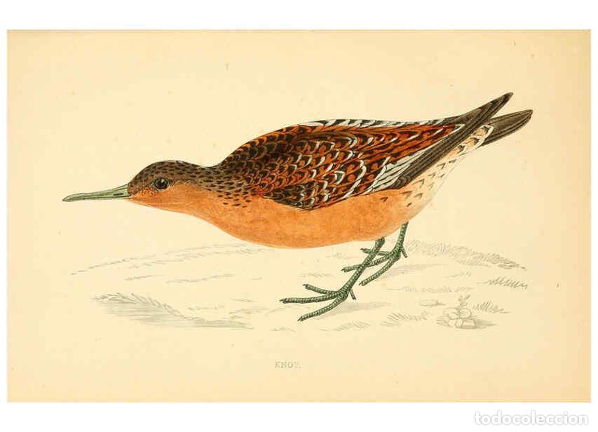 Coleccionismo de Revistas y Peri&oacute;dicos: Reproducci&oacute;n/Reproduction 6009020496: A history of British birds. v.6 London,Groombridge and Sons,[1