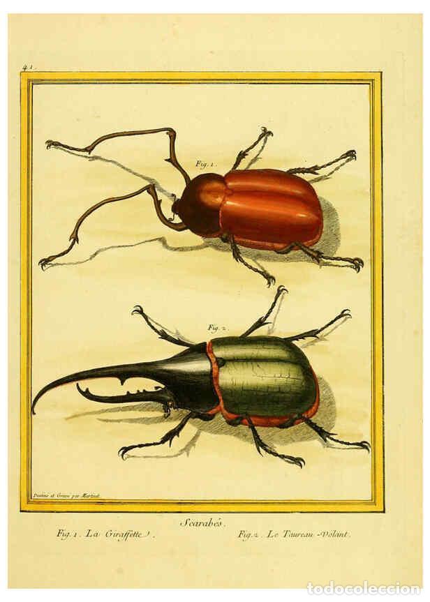 Coleccionismo de Revistas y Peri&oacute;dicos: Reproducci&oacute;n/Reproduction 6008644727: Planches enlumin&eacute;es d'histoire naturelle t.1 Paris? :s.n.,1765