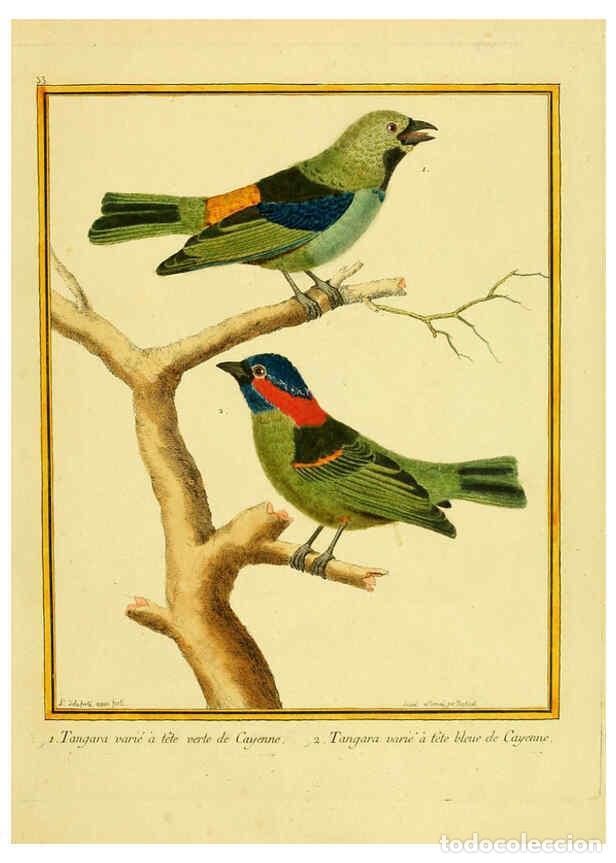 Coleccionismo de Revistas y Peri&oacute;dicos: Reproducci&oacute;n/Reproduction 6008642719: Planches enlumin&eacute;es d'histoire naturelle t.1 Paris? :s.n.,1765