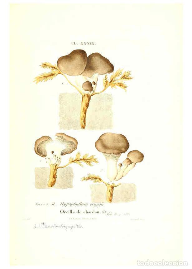 Coleccionismo de Revistas y Peri&oacute;dicos: Reproducci&oacute;n/Reproduction 6266430839: Iconographie des champignons de Paulet New York,H. Bailli&egrave;re;