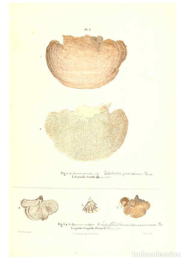 Coleccionismo de Revistas y Peri&oacute;dicos: Reproducci&oacute;n/Reproduction 6266422589: Iconographie des champignons de Paulet New York,H. Bailli&egrave;re;