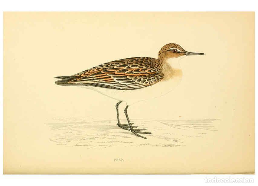 Coleccionismo de Revistas y Peri&oacute;dicos: Reproducci&oacute;n/Reproduction 6008474629: A history of British birds. v.6 London,Groombridge and Sons,[1