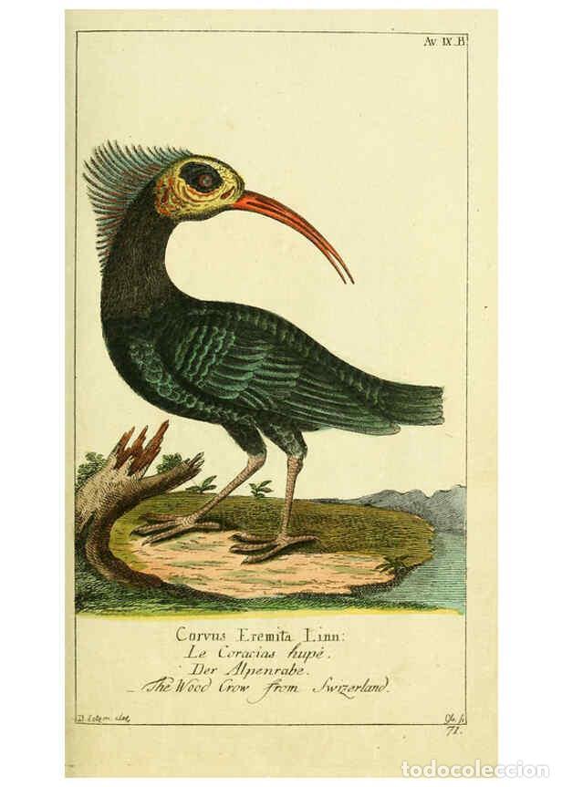 Coleccionismo de Revistas y Peri&oacute;dicos: Reproducci&oacute;n/Reproduction 6009082116: Gemeinn&uuml;zzige Naturgeschichte des Thierreichs bd 2 plates Berl