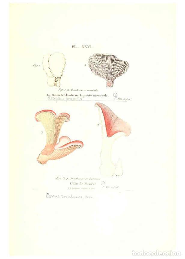Coleccionismo de Revistas y Peri&oacute;dicos: Reproducci&oacute;n/Reproduction 6266956218: Iconographie des champignons de Paulet New York,H. Bailli&egrave;re;