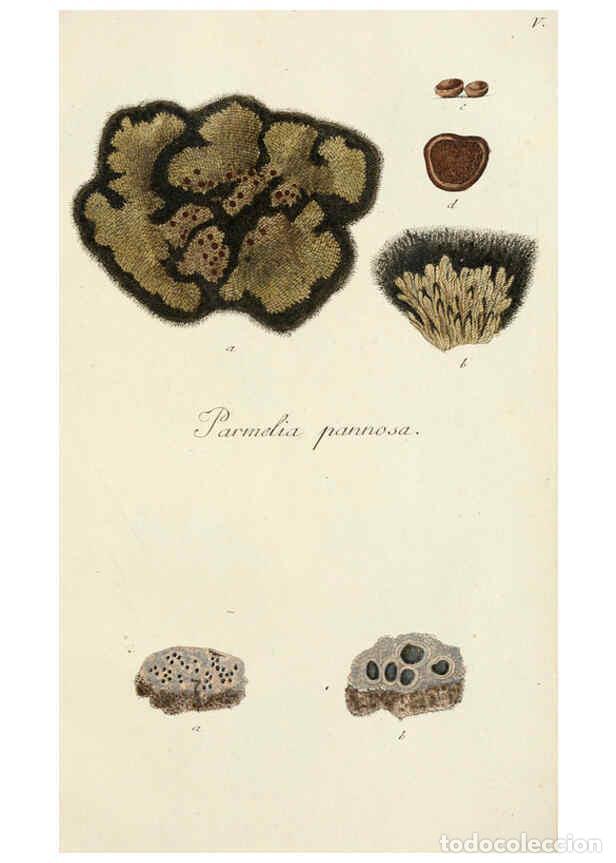 Coleccionismo de Revistas y Peri&oacute;dicos: Reproducci&oacute;n/Reproduction 6266360039: Lichenes Americani Norimbergae :J. Sturm,1811 - Olof Swartz