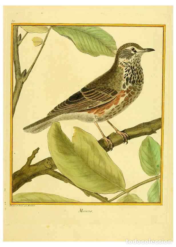 Coleccionismo de Revistas y Peri&oacute;dicos: Reproducci&oacute;n/Reproduction 6008647445: Planches enlumin&eacute;es d'histoire naturelle t.1 Paris? :s.n.,1765