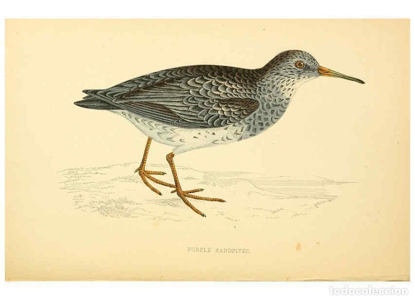 Coleccionismo de Revistas y Peri&oacute;dicos: Reproducci&oacute;n/Reproduction 6008476475: A history of British birds. v.6 London,Groombridge and Sons,[1