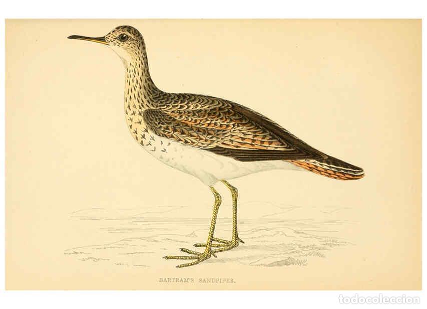 Coleccionismo de Revistas y Peri&oacute;dicos: Reproducci&oacute;n/Reproduction 6008473295: A history of British birds. v.6 London,Groombridge and Sons,[1